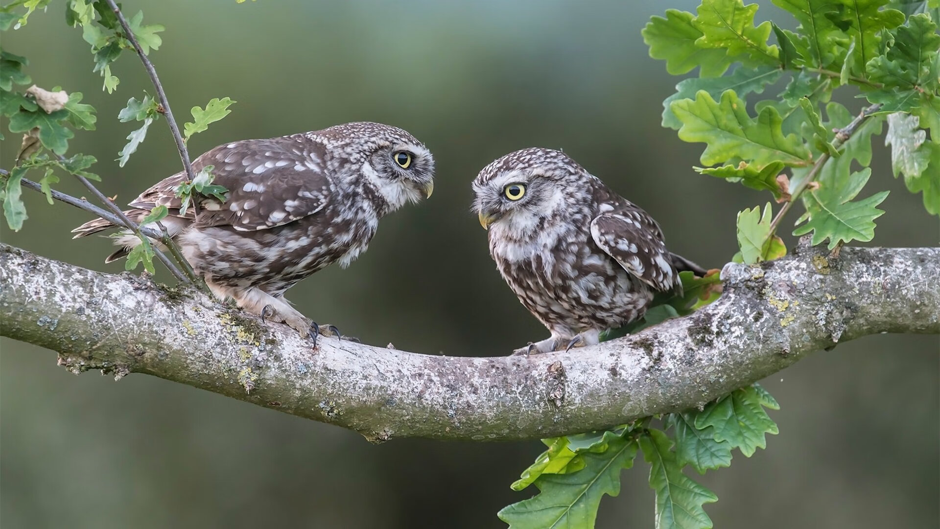开云sport-绿茵舞台上的聚光灯，当马丁内利的桑巴舞步在瑞士防线上盛放