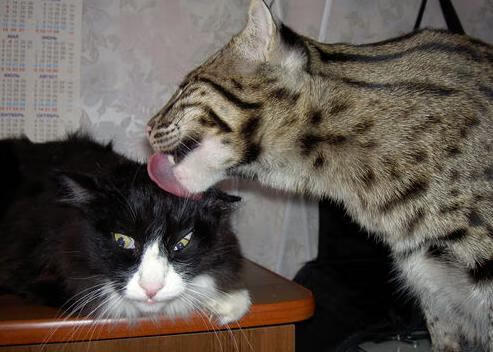 山河同频，当掘金在高原掀起风暴，克莱于世界彼岸亮出冠军底色