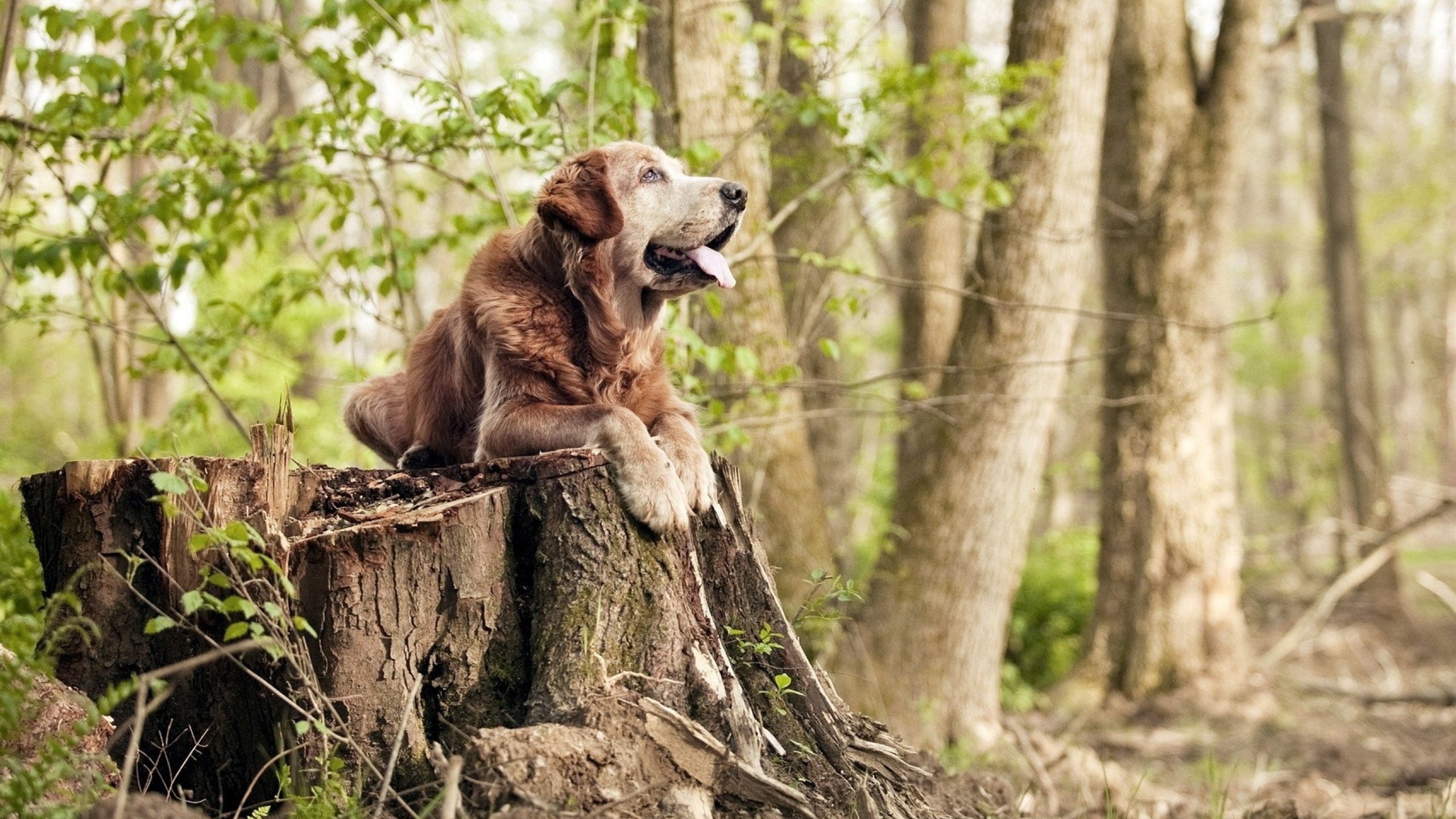 红牛之翼刺穿东亚铁壁,从意式防线的唯一性到韩式风暴的绝对性
