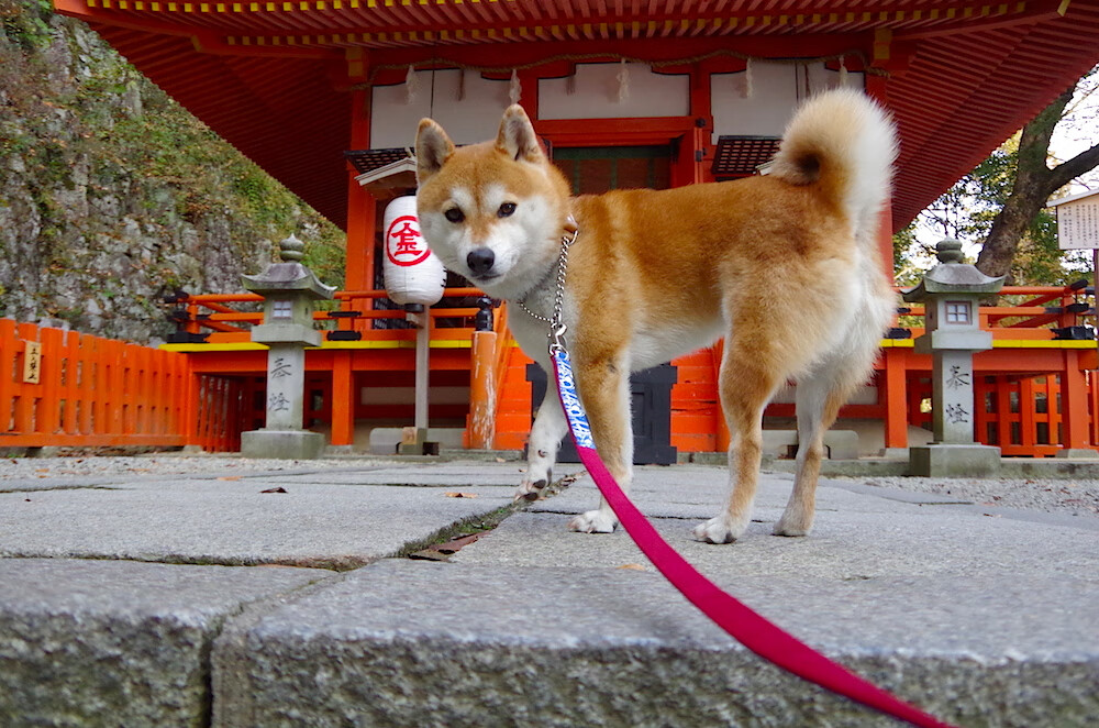 战术显微镜下的战术大师，当切尔西斩落皇家社会，京多安的数据爆炸揭示了什么