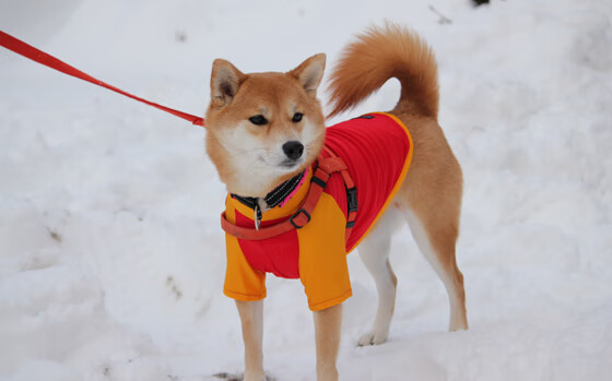 卡塞米罗关键节点连续得分,雷恩对阵马德里竞技的逆转传奇