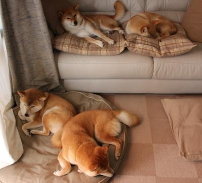 内线枢纽引发窒息风暴,小贾伦攻防转换核心如何让黄蜂封锁深圳队?