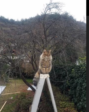 开云体育平台APP-利拉德手术刀式突破撕碎防线，北境之师吉林加时险胜骑士