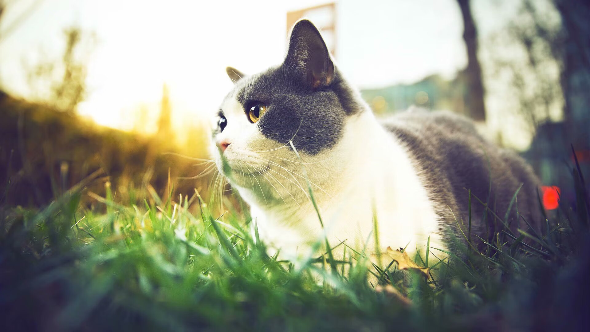 开云体育中国-聚光灯定理，戈麦斯，为韩国而生的舞台巨人