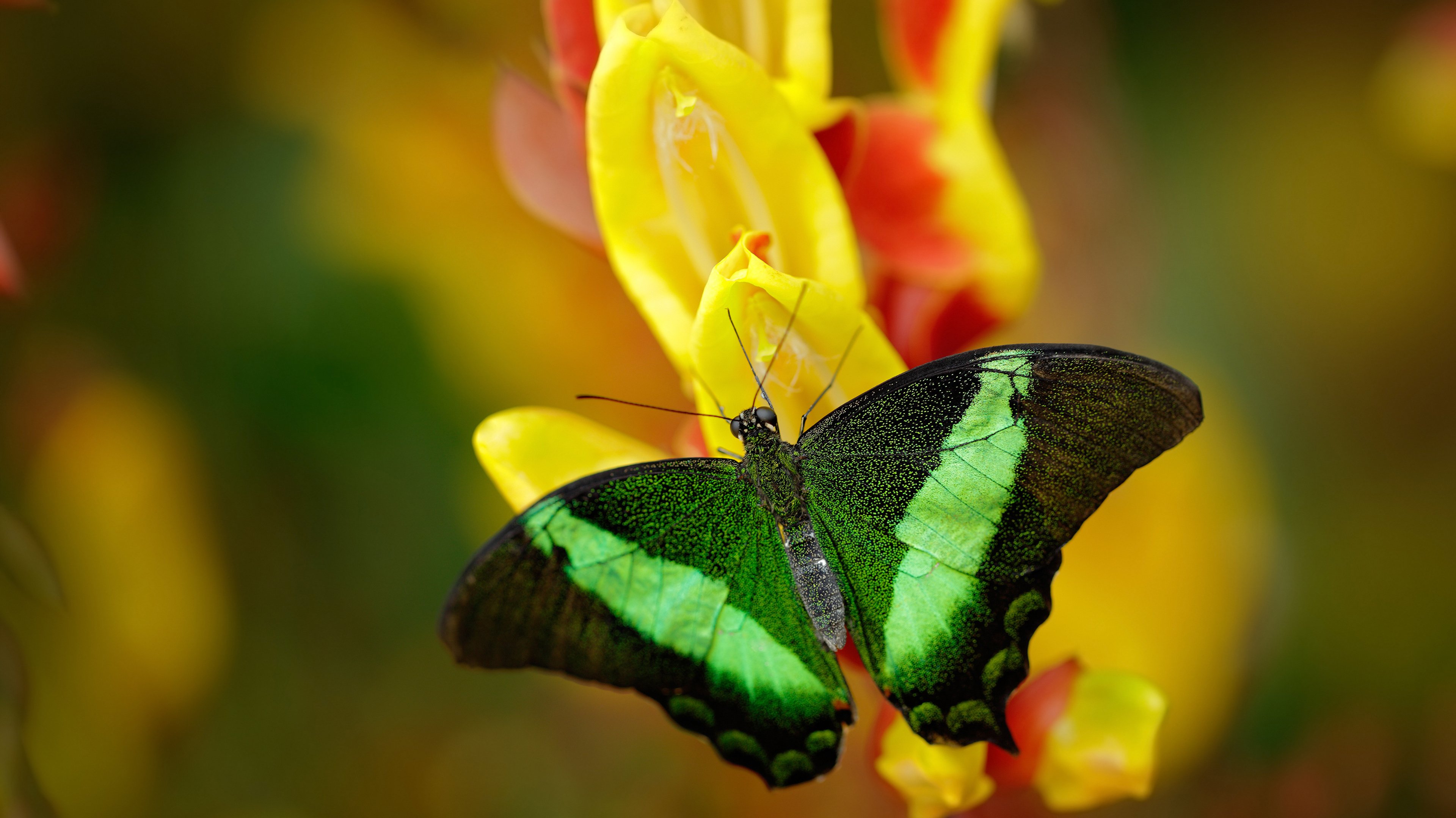 封神一役,年度焦点之夜,乔治铸造生涯不朽代表作