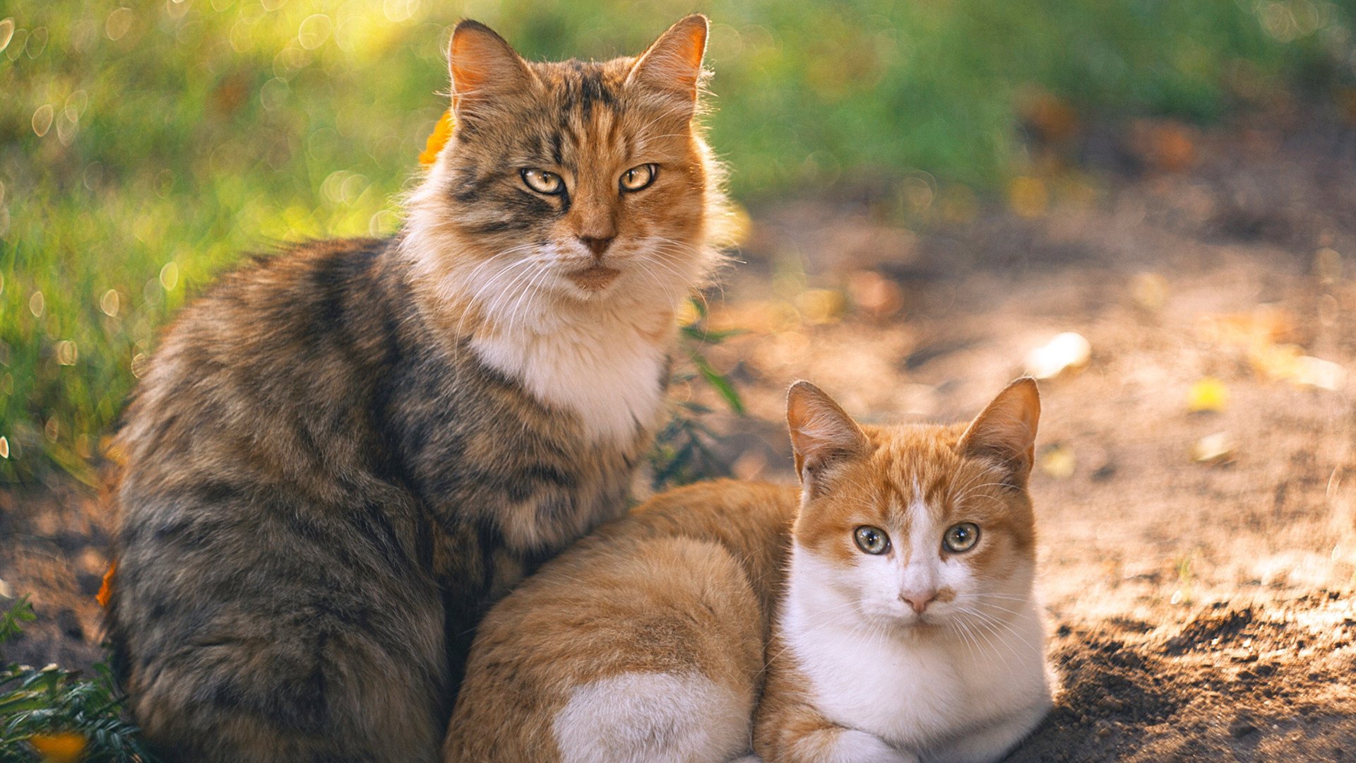 开云sport-当东欧铁骑邂逅文艺复兴，阿拉巴在基辅与佛罗伦萨间的关键连线